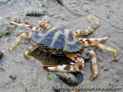 Crucifix Crab (Charybdis feriatus)