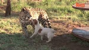 Una perra defendió a su cachorro de un feroz leopardo Una perra defendió a su cachorro de un feroz leopardo