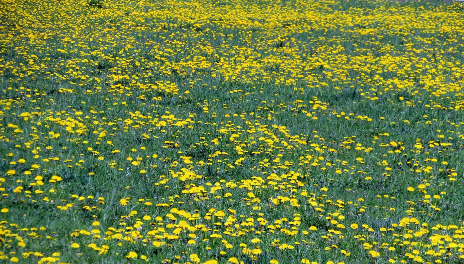 trekking de bernard Des grenouilles et le temps se brouille