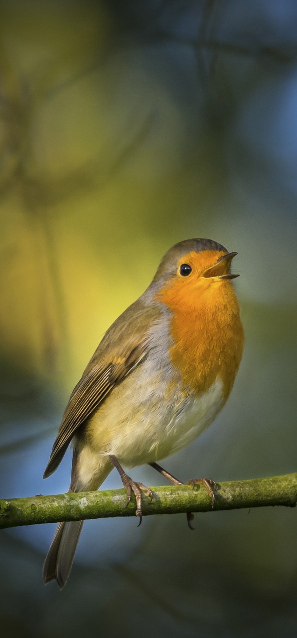 A singing robin.