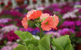 Poison Primrose