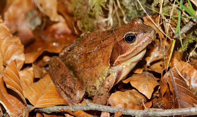 naturaleza en asturias: El dilema de Rana temporaria