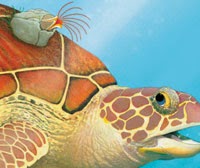 Sea Turtle and Barnacle