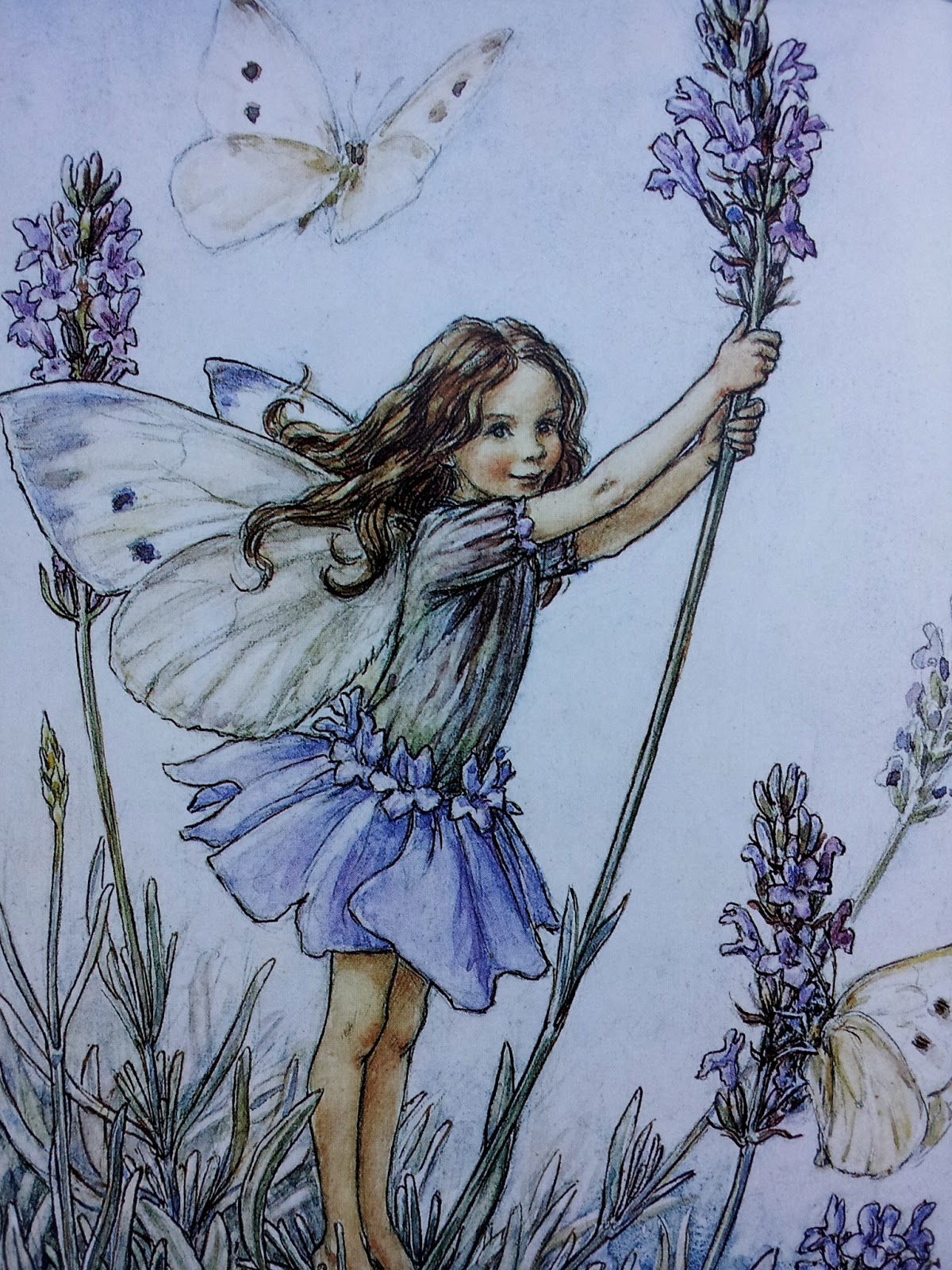 The House of Kent Friday Flowers Lavender's spikes, diddle, diddle...