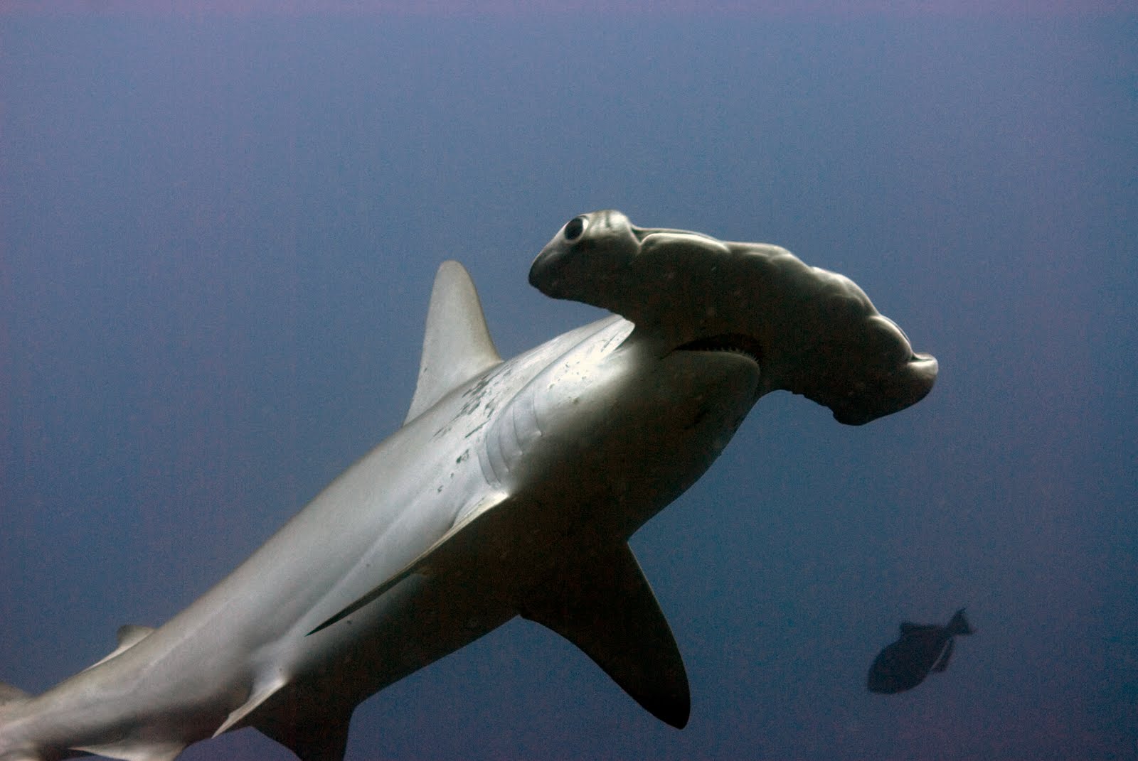 Max's Blog Dangerous Creatures Hammerhead Shark