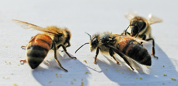 Knatolee's World: What's the buzz?