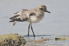 Grey Plover_2011