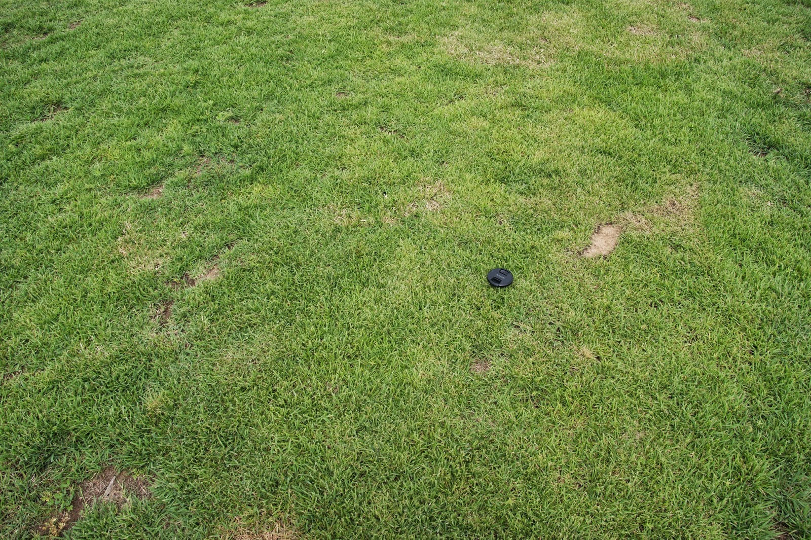 Does Zoysia Grass Spread Fast / AboveCapricorn Zenith Zoysia Seed to Develop A New Oval in the