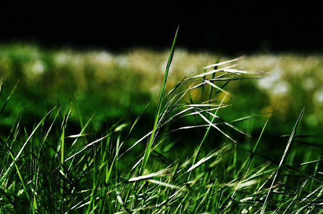 Gras Wächst Auch Nicht Schneller Wenn Man Daran Zieht Fotografie: Das Gras wächst nicht schneller, wenn man daran zieht