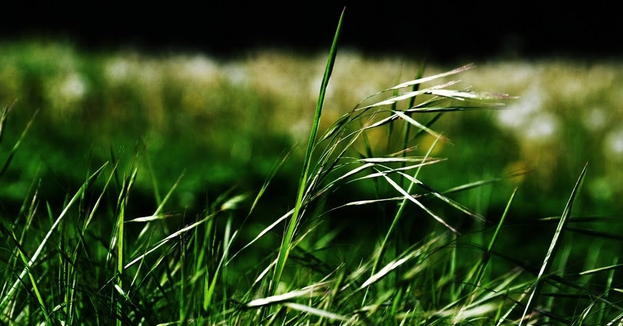 Gras Wächst Nicht Schneller Wenn Man Daran Zieht Fotografie: Das Gras wächst nicht schneller, wenn man daran zieht