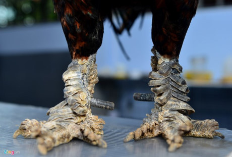 Chum anh: Trai ga vay rong o Sai Gon duoc dan choi san lung - Anh 7