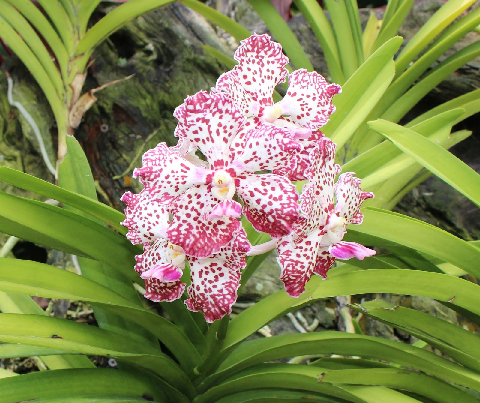 Chutes in Qatar Singapore Orchids!