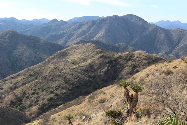 Guided%2BCoues%2BDeer%2BHunts%2Bin%2BSonora%2BMexico%2Bwith%2BJay%2BScott%2Band%2BDarr%2BColburn%2BDIY%2Band%2BFully%2BOutfitted%2B7.JPG