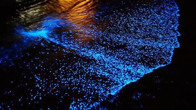 Pantai Cahaya Benar Ada, Pantai ini Bercahaya Saat Malam Tiba, Kenapa Bisa Pantai ini Bercahaya