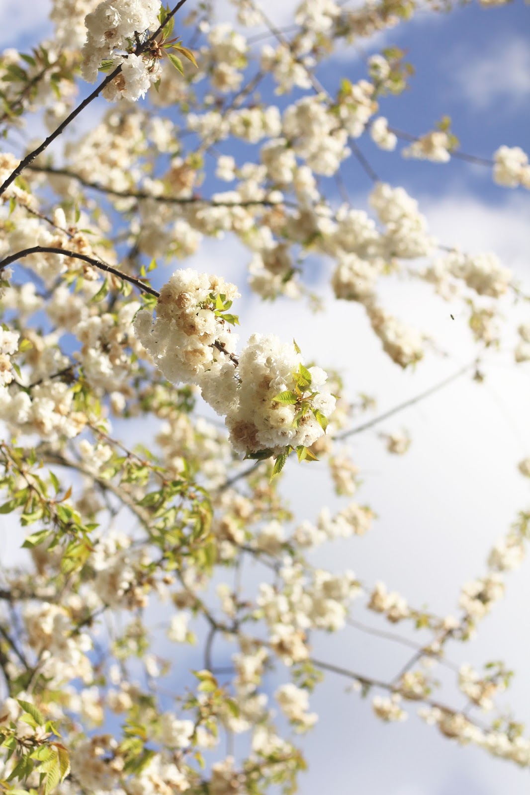 Florals, for Spring? Groundbreaking. Charlotte's 