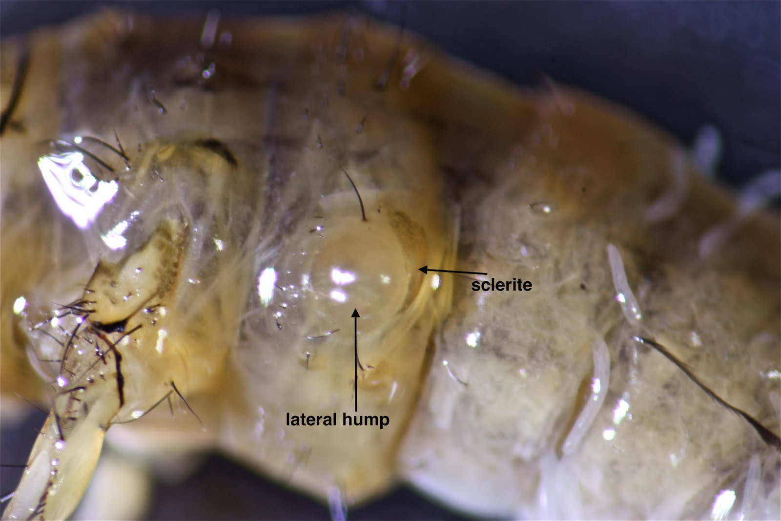 Aquatic Insects of Central Virginia: Additional Notes on Black Fly ...