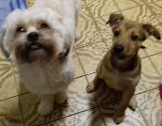 Amores...