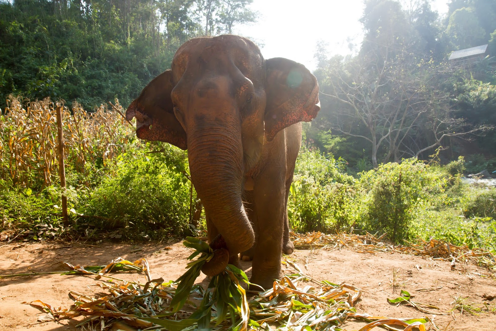 Elephant Jungle Sanctuary | Chiang Mai, Thailand