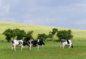 Aunt Elsie's Cows