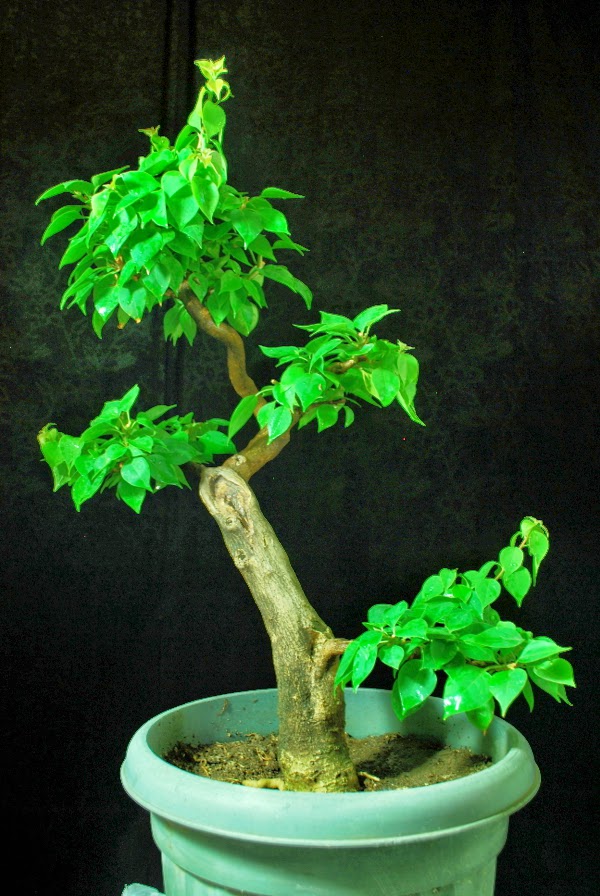 Bougainvillea Bonsai (1) Progression Pictures Bonsai Adventure A