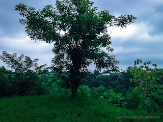 Fertility Of Plants And Trees Thrives In The Field At Rainy Season, Banjar Kuwum, Ringdikit, North Bali, Indonesia
