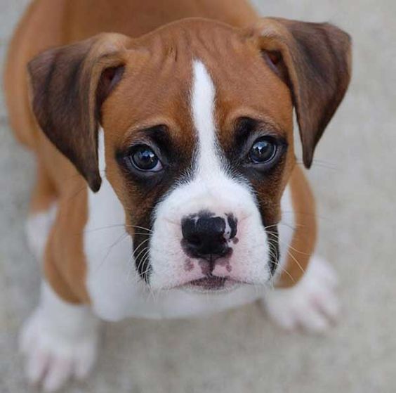 TOP 20 CUTEST BOXER PUPPY 2019 BEST CUTE BEAUTIFULL BOXERS DOG Pitbull Lovers