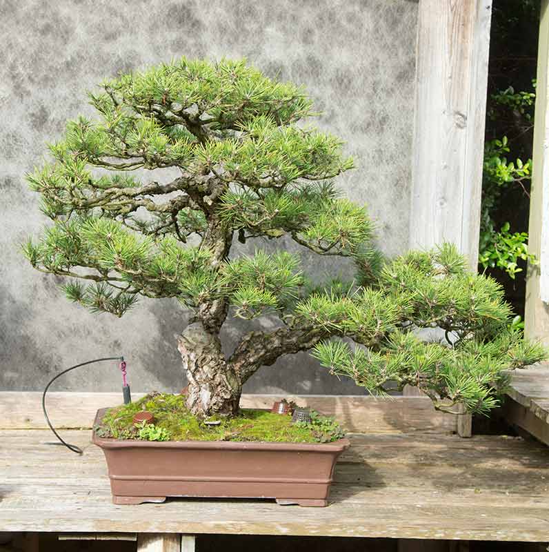 Walter Pall Bonsai Adventures visiting Werner Busch and the Bonsaimuseum in Dusseldorf, Germany.