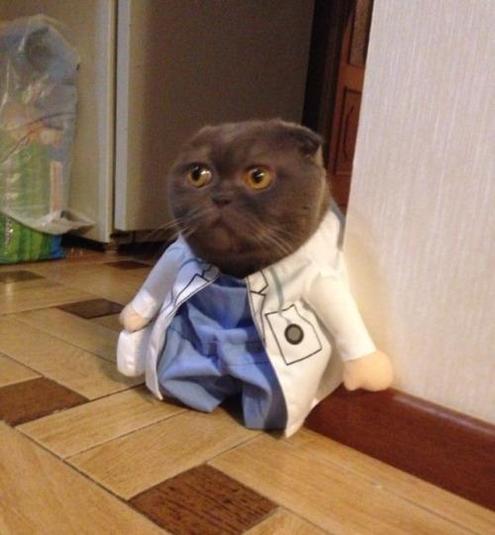 кот не врач