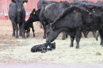 momma cow smelling her calf
