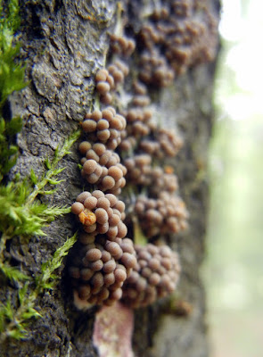 Badhamia utricularis sporangia are brownish  before drying to blue-grey.