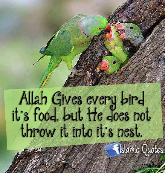 Questions and Answers About Islam Religion Islamic Finder Lectures