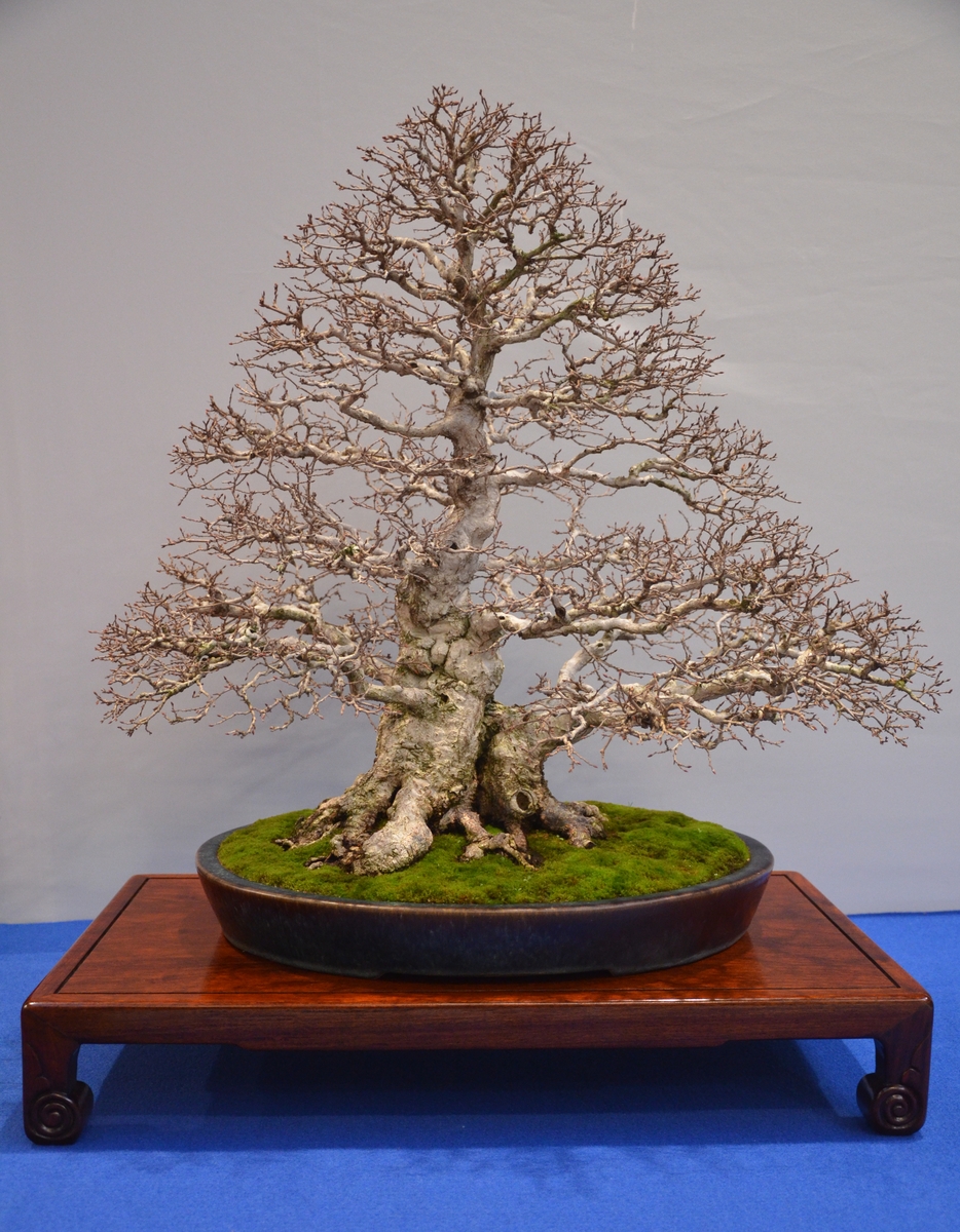 Bonsai Living Art Noelanders Trophy 2012 first impressions
