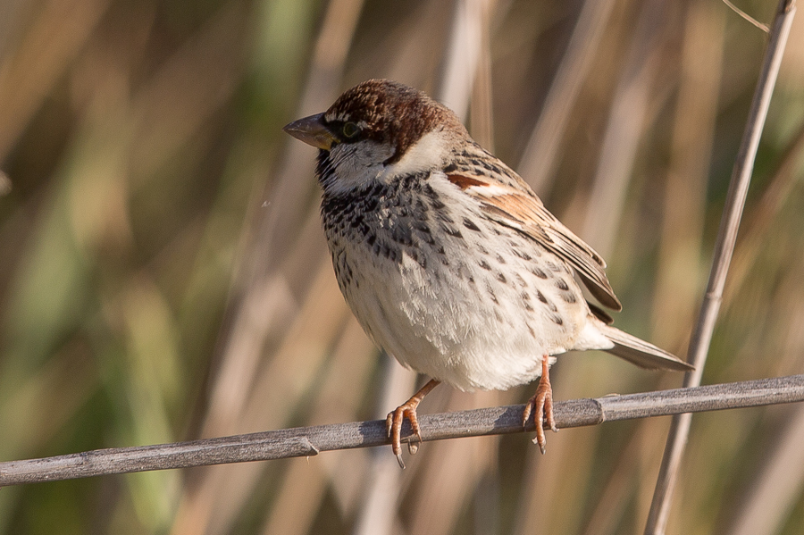 Spanish Sparrow - male