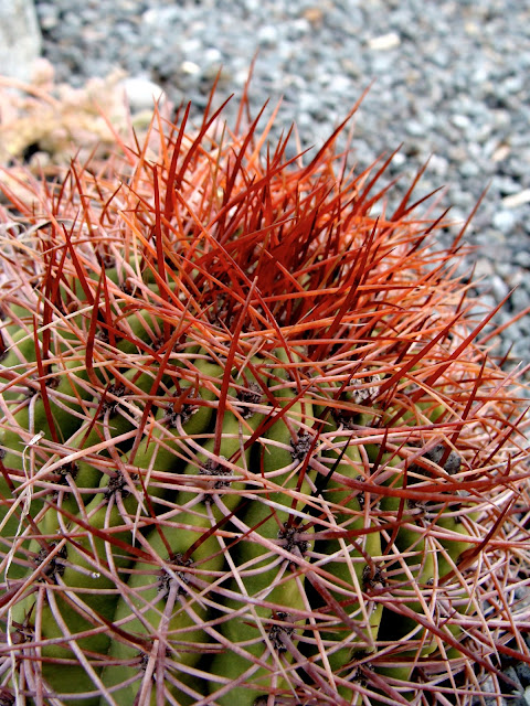 prickly cactus plant with long sharp needles