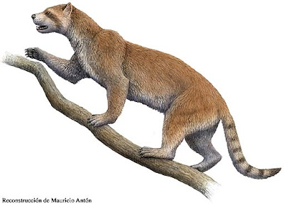 Ailuridae fosil Simocyon