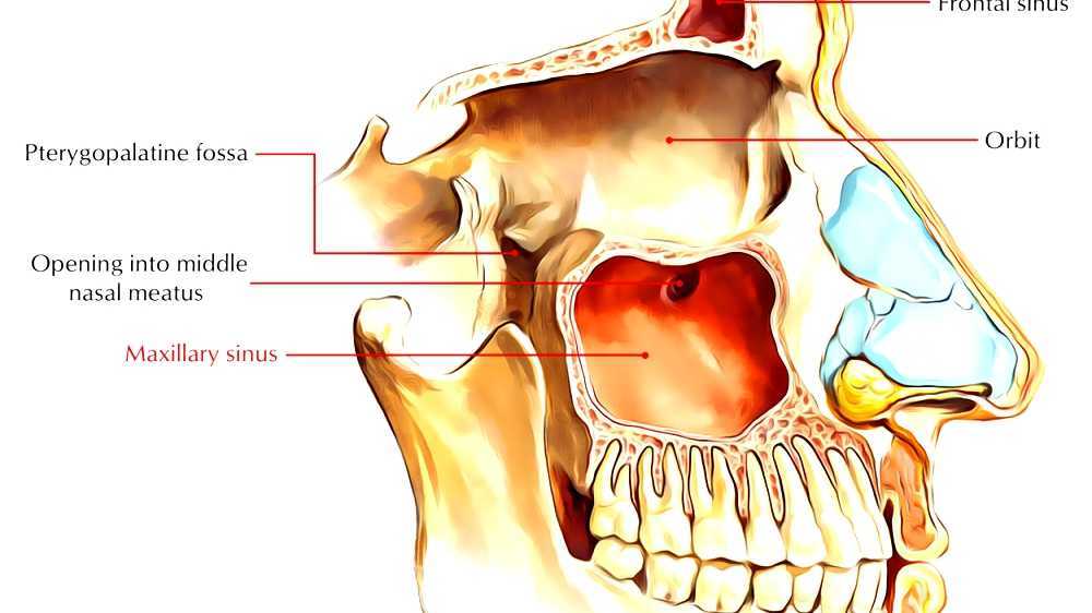 Maxillary sinus