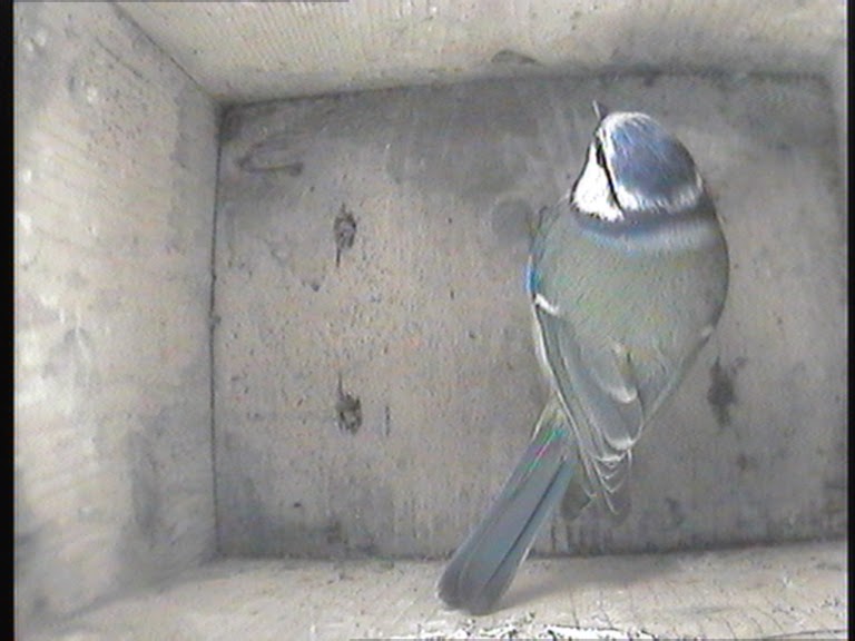 Were to put blue tit boxes — 7