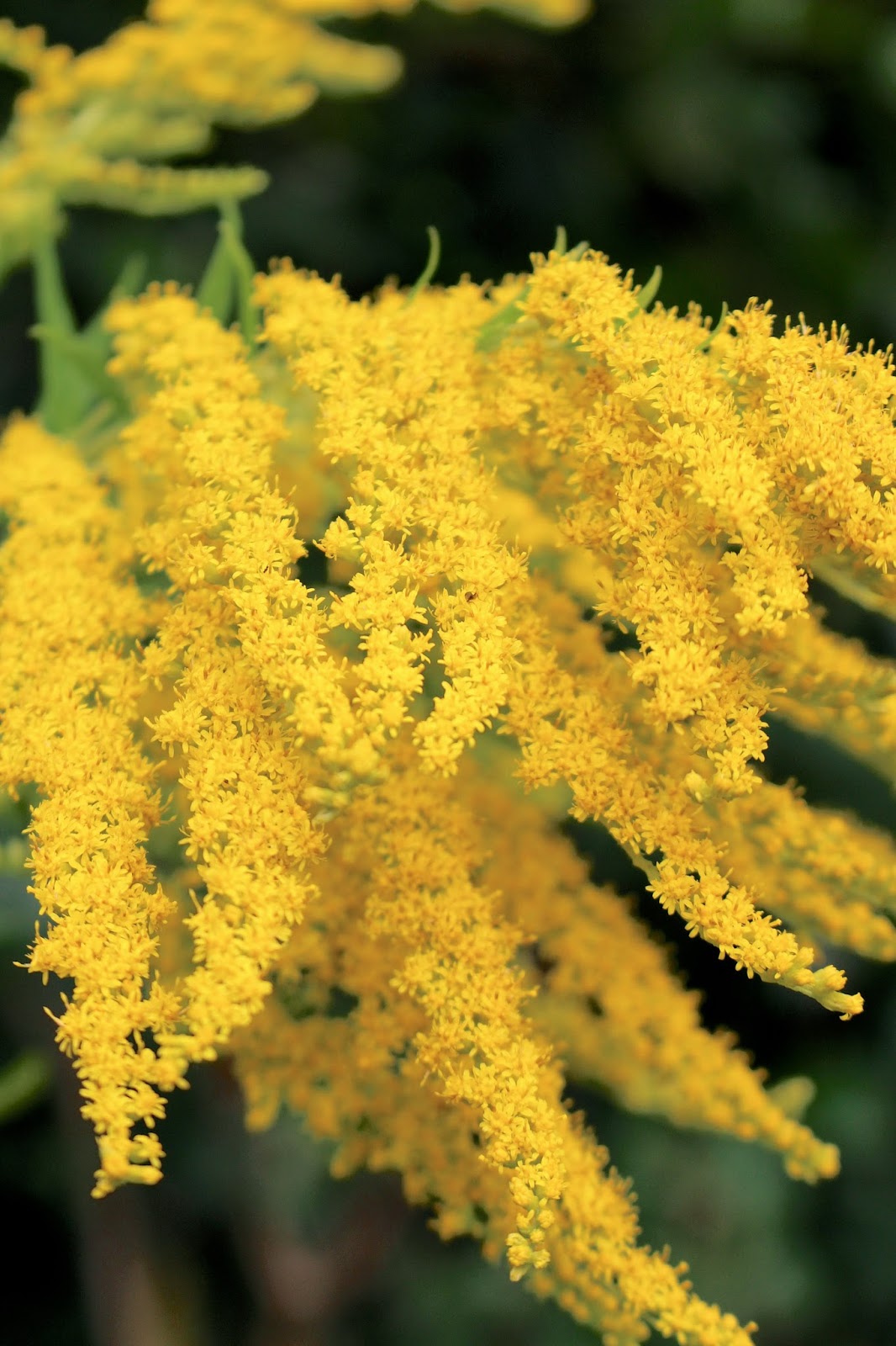 Yellow flowers close-up Close up macro yellow flower photography