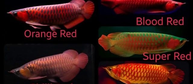 Jenis Jenis Ikan Arwana yang Tersebar di Dunia Hingga Sekarang