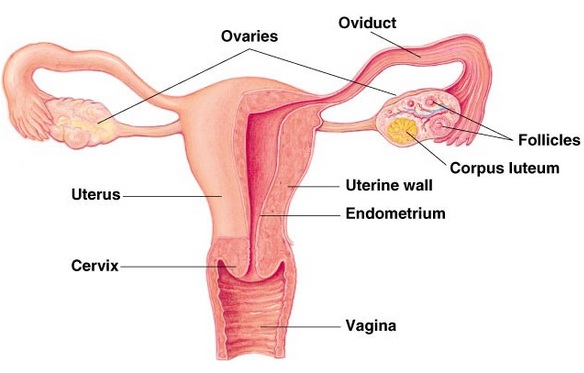 organ reproduksi perempuan