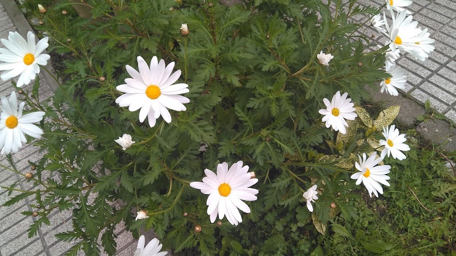 truco-alargar-vida-ramo-margaritas