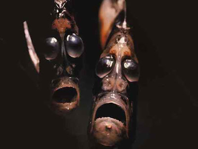 animals with weird faces, animals with crazy faces, hatchet fish