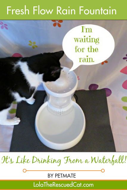 why cats need a fountain|fresh flow rain fountain