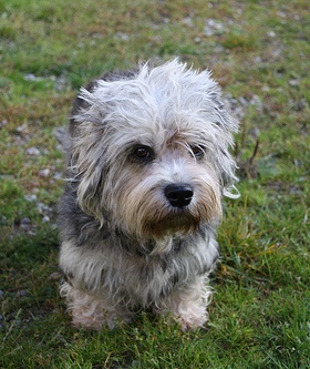 the adorable and tenacious dandie dinmont terrier pets cute and docile