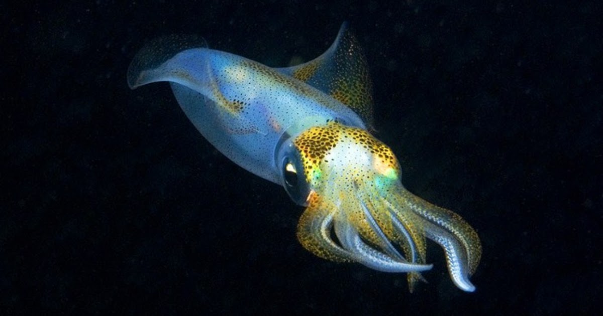 Кальмары в море