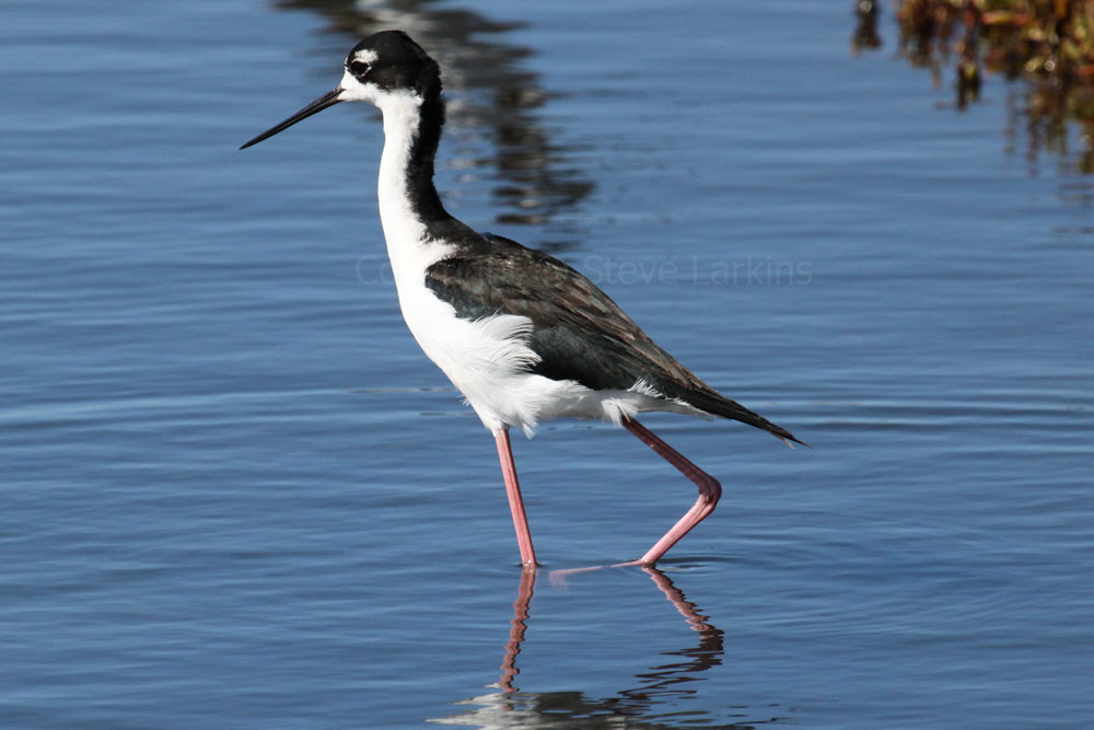 Greenham Birding Birds of Hawaii