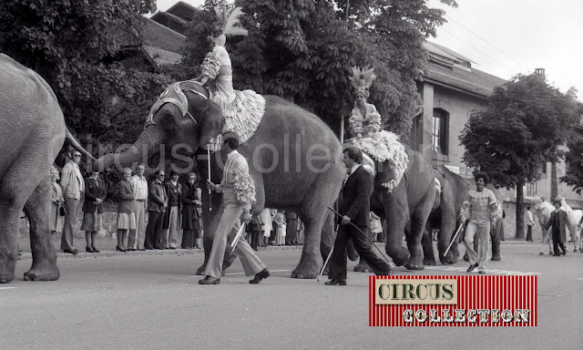 la parade des éléphant 