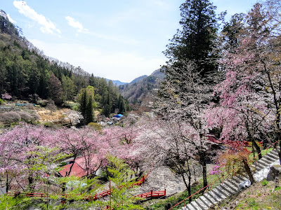 金櫻神社 鬱金の桜