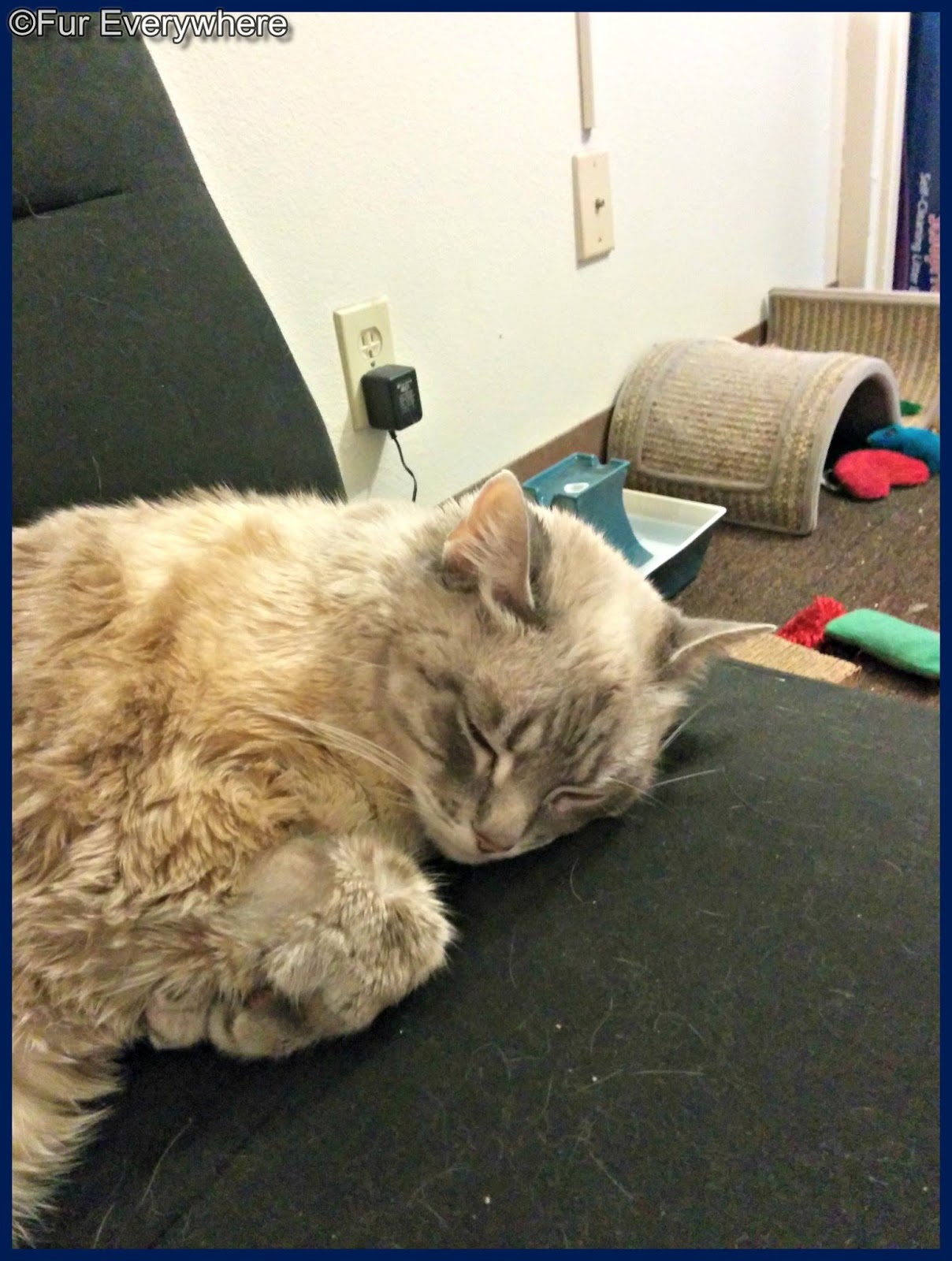 Cyproheptadine For Cats Asthma