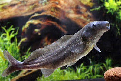 Bentuk fisik Eastern Bottlenose Mormyrid